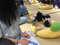 -逗柴咖啡屋·狗咖猫咖宠物桌游