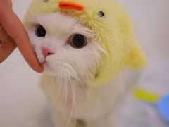 -momokira米努特·德文卷毛猫·棉花面纱犬