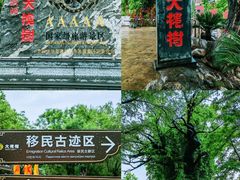 -大槐树寻根祭祖园