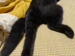 -老吴的猫·猫舍(新区店)
