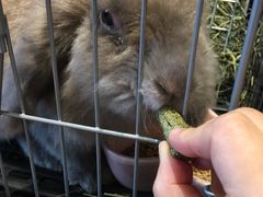 -藦茜花园宠物主题亲子互动体验馆(国顺东路店)