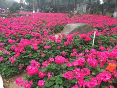 -松山湖梦幻百花洲