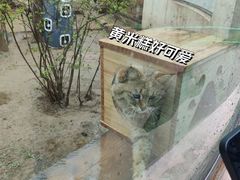-青藏高原野生动物园