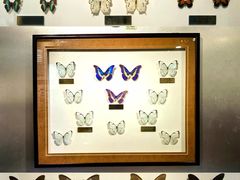 -上海昆虫博物馆