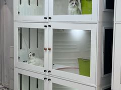 -青奢宠物·青奢猫舍