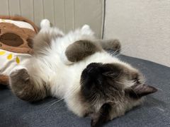 -瑞鹏宠物医院·骨科·猫科·内科(第一中心)