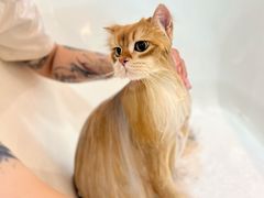 -momokira米努特·德文卷毛猫·棉花面纱犬