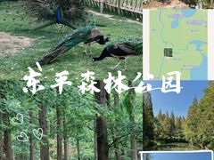 -东平国家森林公园