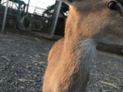 -鹿境梅花鹿生态园区
