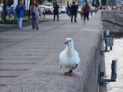 -阿芙乐尔号巡洋舰
