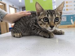 -博特宠物医院24h犬猫全科.骨科·异宠