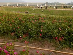 -光明小镇欢乐田园