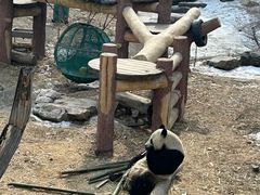 -沈阳森林动物园