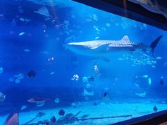 -烟台海昌鲸鲨海洋公园