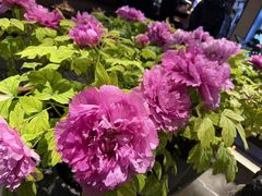 -杏花村水席楼·洛阳水席(老城十字街店)