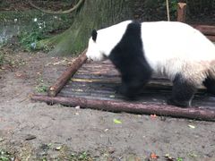 -熊猫厨房