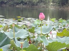 -新江湾城公园
