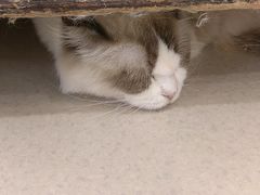 -共舞时光猫咖·狗咖(新街口店)