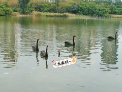 -五缘湾湿地公园