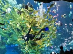 -芜湖新华联大白鲸海洋公园