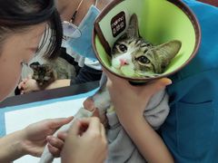 -安安宠医宠物医院·异宠·犬猫内科(岳阳分院)