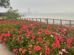 -深圳湾公园(南山区)
