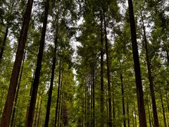 -黄海国家森林公园