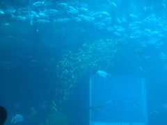 -海棠湾洲际-涛·海底餐厅·美人鱼·自助餐·海底隧道