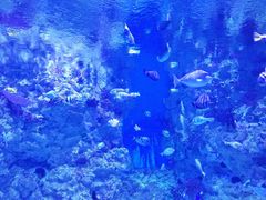 -烟台海昌鲸鲨海洋公园