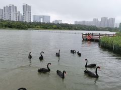-五缘湾湿地公园