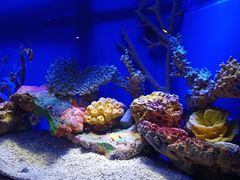 -上海海洋水族馆