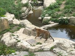 -大连森林动物园