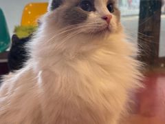 -和它·交个朋友·狗咖猫咖(爱琴海店)