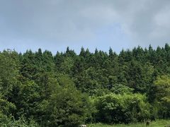 -武陵山森林公园