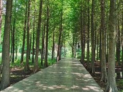 -溱湖国家湿地公园