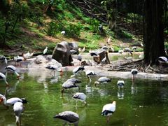 -吉隆坡雀鸟公园