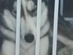 -爱诺耐芙动物医院(万博店)