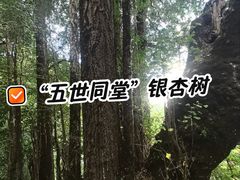 -天目山大树王景区