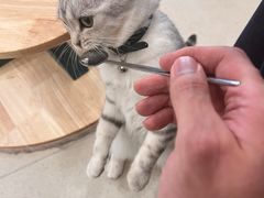 -共舞时光猫咖·狗咖(新街口店)