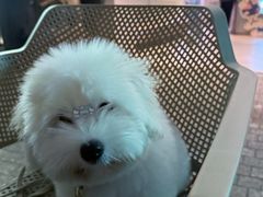 -momokira米努特·德文卷毛猫·棉花面纱犬