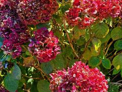 -墨尔本皇家植物园