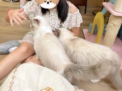 -MOCHA明星猫咖(田子坊店)