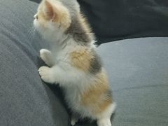 胖丁小短腿-喵的天空名猫咖啡馆·撸猫·猫舍·用品