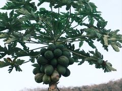 -三亚南山文化旅游区