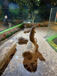-未来动物城动物主题公园(大悦城店)
