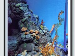 -上海海洋水族馆