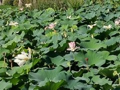 -后襄河公园