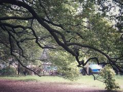-武汉大学-樱园