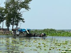 -微山湖红荷湿地景区