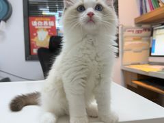 -御宝贝·A梦猫科宠物医院(国际猫友好医院)
